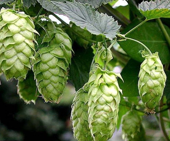 Cascade Beer Hops Vine Humulus Grow your own Beer