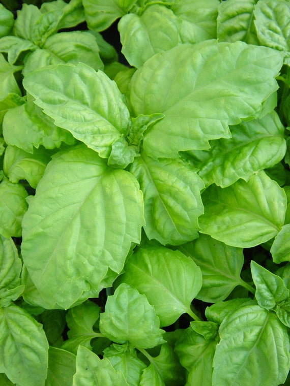 Lettuce Leaf Basil Potted Slightly Spicy by HirtsGardens