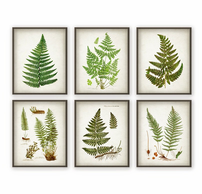 Fern Antique Botanical Print Set of 6 Vintage Botanical Home