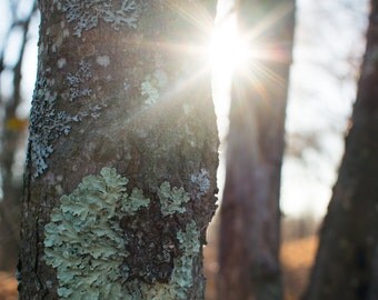 Sun Flare Shining in the Forest Photo Print 8x10, 11x14, 16x20 or canvas