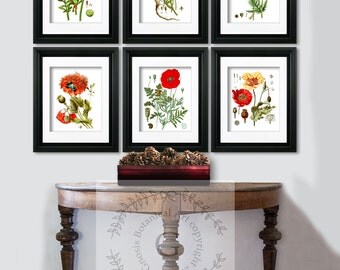Red Poppy Decor, Botanical Prints Red Flowers Poppy Wall Art Set of 6 Poppy Art prints, Flowers print set, Gnosis Botanical Art gift for her