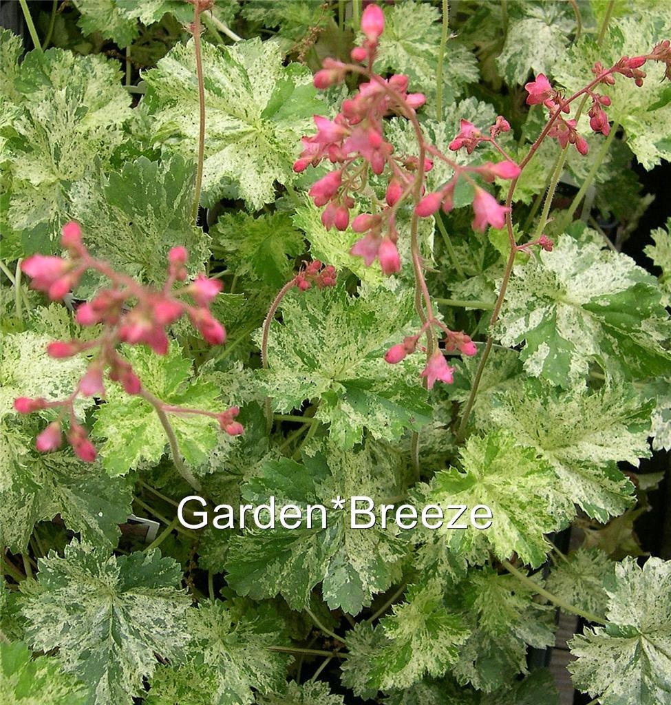 heuchera Snow Angel Coral Bells by GardensBreeze on Etsy