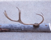 Large Reindeer Antler coat rack, jewelry stand, wall mount hat hook ...