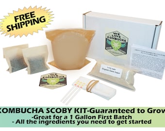 KOMBUCHA SCOBY STARTER Kit (Large)- Organic & Artisan Crafted Kombucha Mushroom - WeLoveKombucha