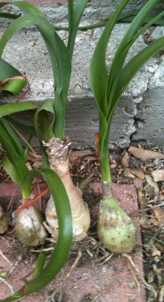 3 Pregnant Onion Plantnot edibleOrnithogalum Caudatum