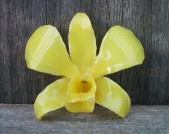 Free Shipping REAL Natural Spring Buttercup Yellow ORCHID in Poly Resin Pin and Pendant