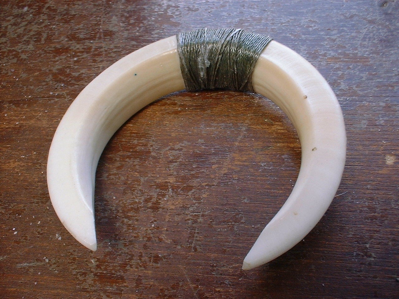 Hawaiian Wild Boar Tusks Joined together for by PlanetaryMusings