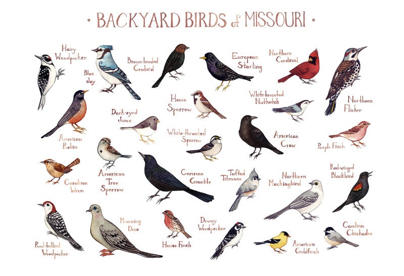best 28 birds of missouri field guide birds of best 28 birds of missouri field guide birds of