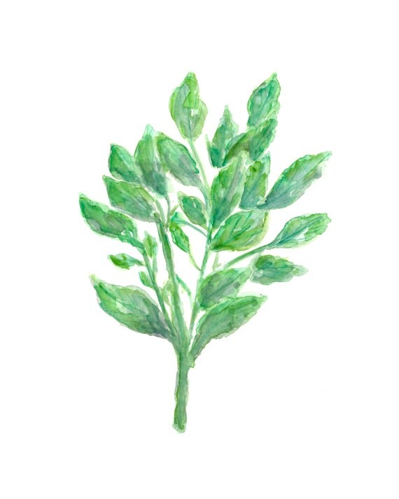 Watercolor herb painting herb art peppermint plant original