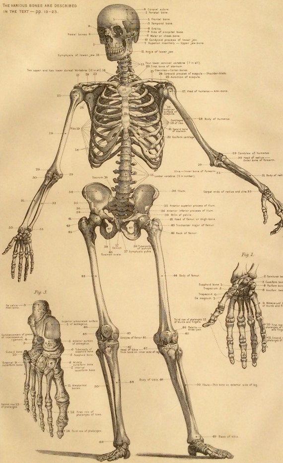 Antique 1900s Victorian Skeleton Print Human Anatomy Bookplate