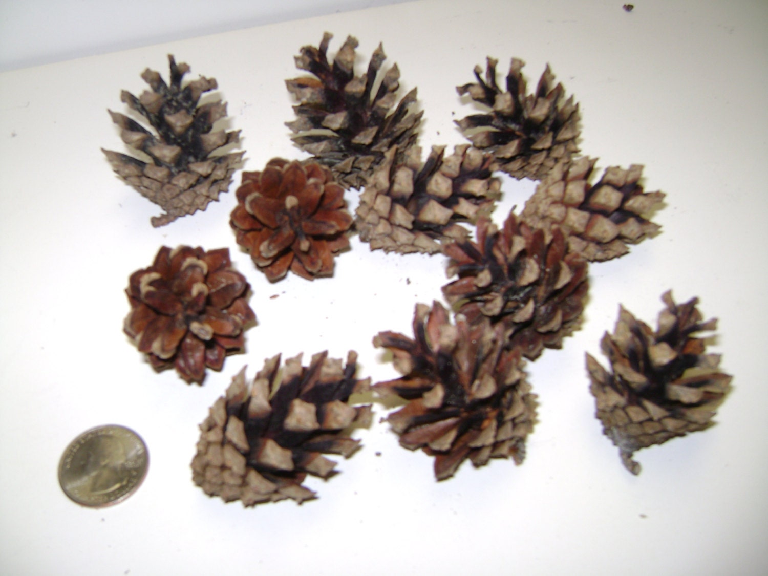 Bulk Pine Cones 12 Austrian Pine Cones Freshly Picked Small   Il Fullxfull.780139077 C0jg 