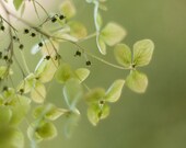 Hydrangea photograph, flower photography, pastel green, hydrangea picture, floral fine art print, wall decor print, botanical wall art