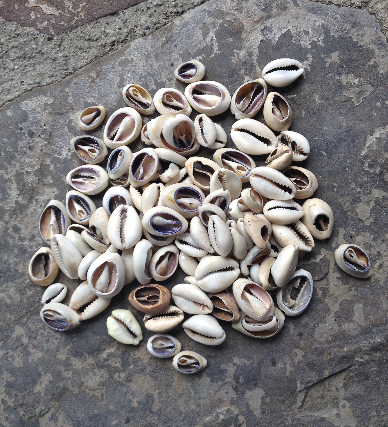 Cowrie Shell Beads