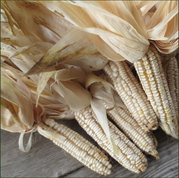 Hickory King White Corn Seeds Heirloom Untreated Great for