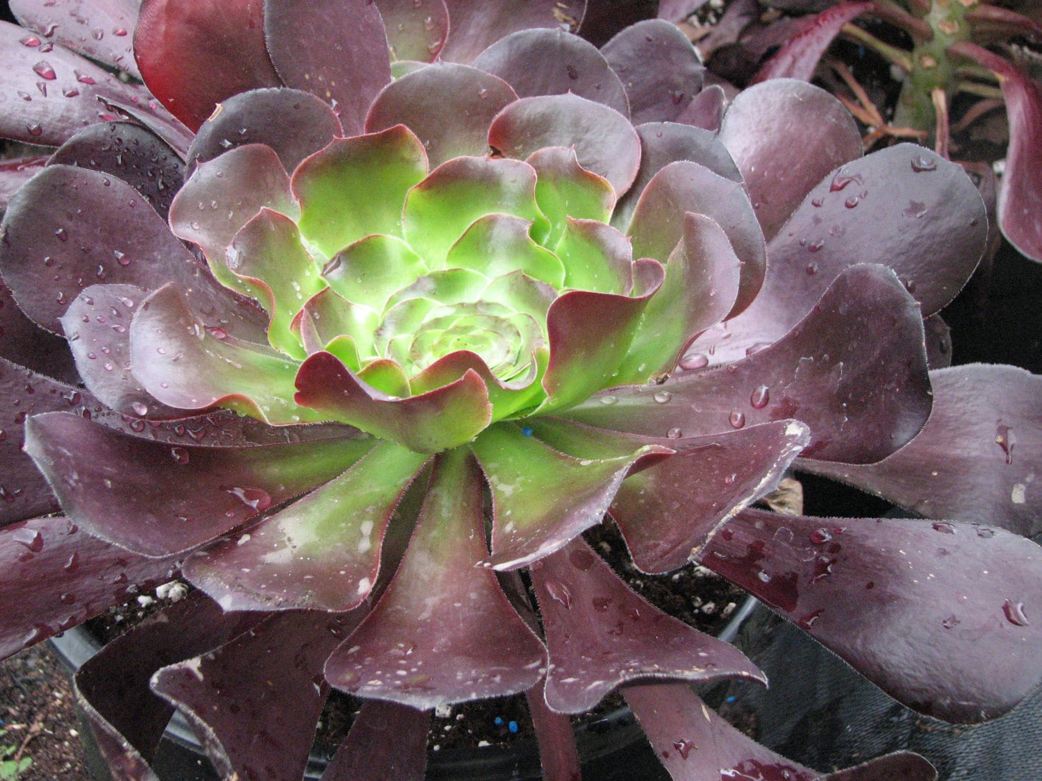 Aeonium large Puple Rosette Succulent Plant