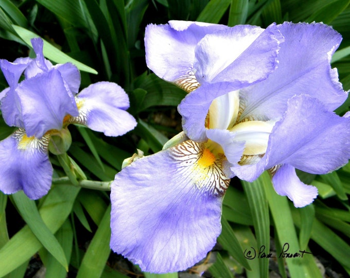 PURPLE IRIS Botanical Wall Art by Pam Ponsart of Pam's Fab Photos; a perfect size for Home, Cubicle or Office