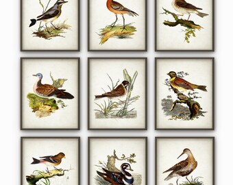 Antique Birds Art Print Set of 9 - Bird Book Plate Illustration - Bird Wall Art - Bird Decor - Giclee Bird Picture Set of 9 (AB73)