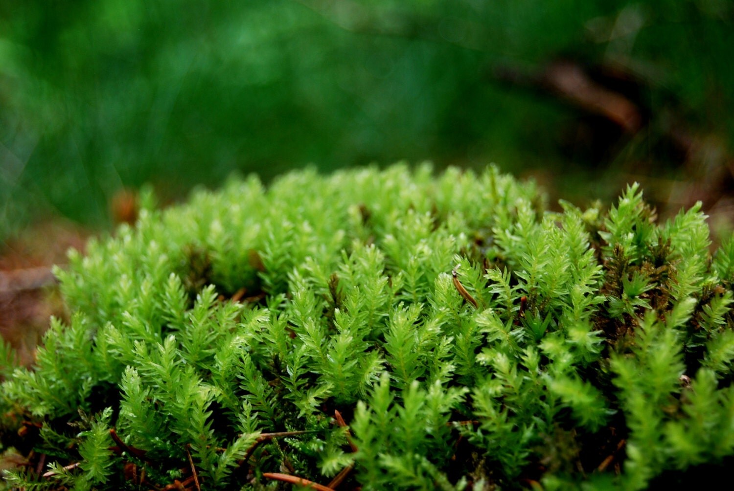 Live moss lowland moss for terrarium vivarium frogs