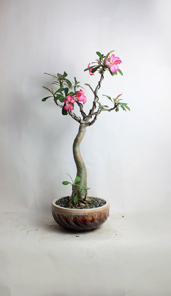  Desert Rose Bonsai  tree Summer Succulents Collection by