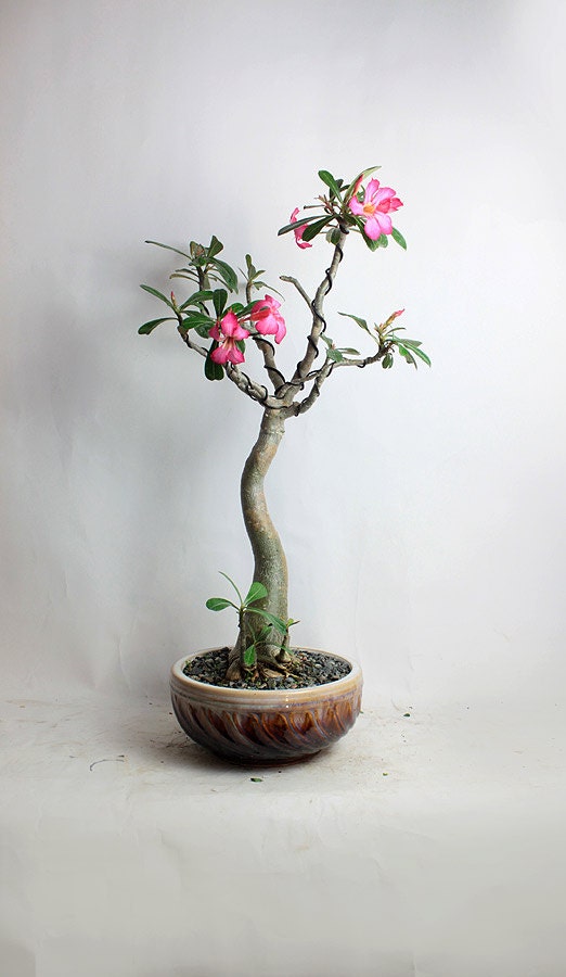 mini rose bonsai