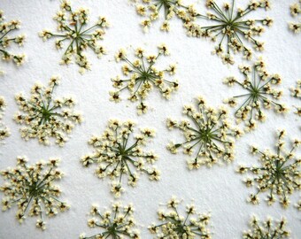 Dried Pressed Flowers, Real Pressed Ground elder flowers 30 pcs.