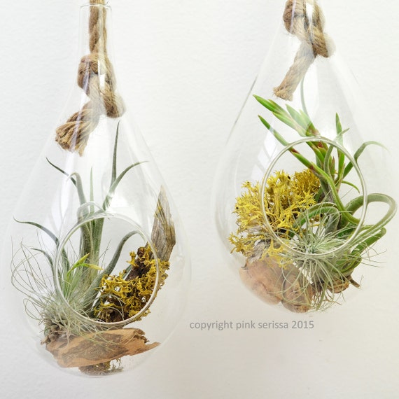 Rope terrarium // air plant lichen terrarium // hanging