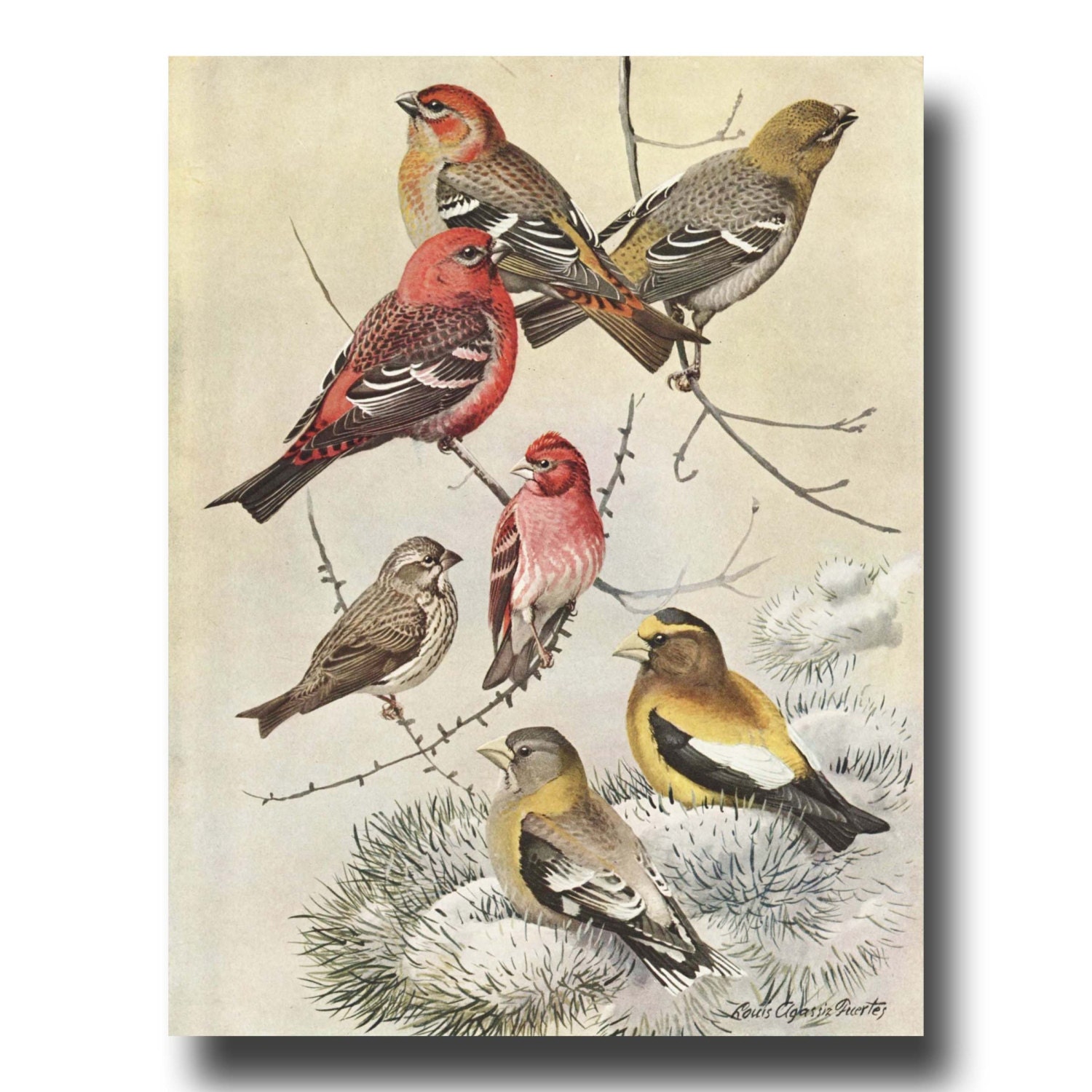 Country Wall Art Vintage Bird Print Bird Decor