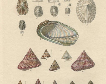 Antique Print.Original.Authentic.RARE. Sowerby.British Shells.Conchology.Hand Coloured.Color. Antique Book. Steel Engraving.Vintage 1887