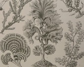 1899.HAECKEL:Antique print."Kunst Formen der Natur".First edition.FUCOIDEAE.Marine biology.Oceanography.Emblematic.14x10.5",or 36x27cm.