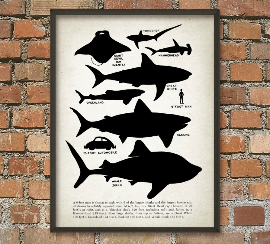 Download Shark Educational Wall Art Poster Shark Size Comparison