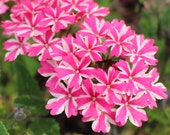Nature Art Photograph, Candy Stripe Verbena; Fine Art Visual Print, 8" x 10"; Pink White Floral Art Photo Print; Peppermint Flowers Nature Art Photograph, Candy Stripe Verbena; Fine Art Visual Print, 8" x 10"; Pink White Floral Art Photo Print; Peppermint Flowers