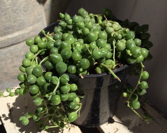 String if Pearls 4" Succulent Treasures Senecio Rowleyanus