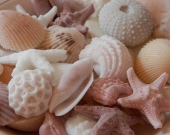 10 Medium Size Sea Shell Soaps