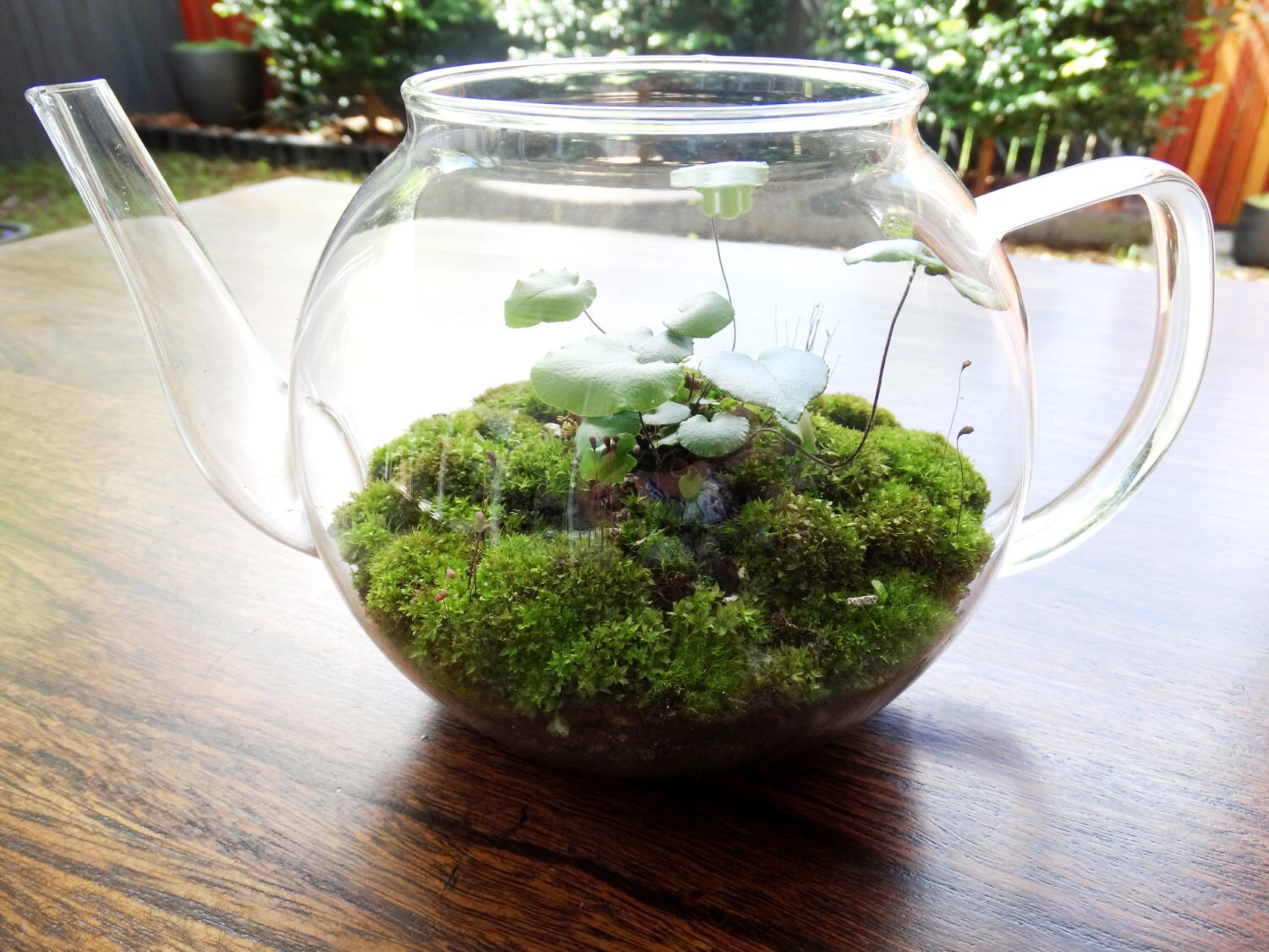 Terrarium glass teapot miniature landscape by thebirdwhistlehome