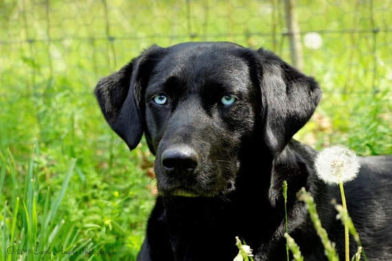 charcoal lab with blue eyes