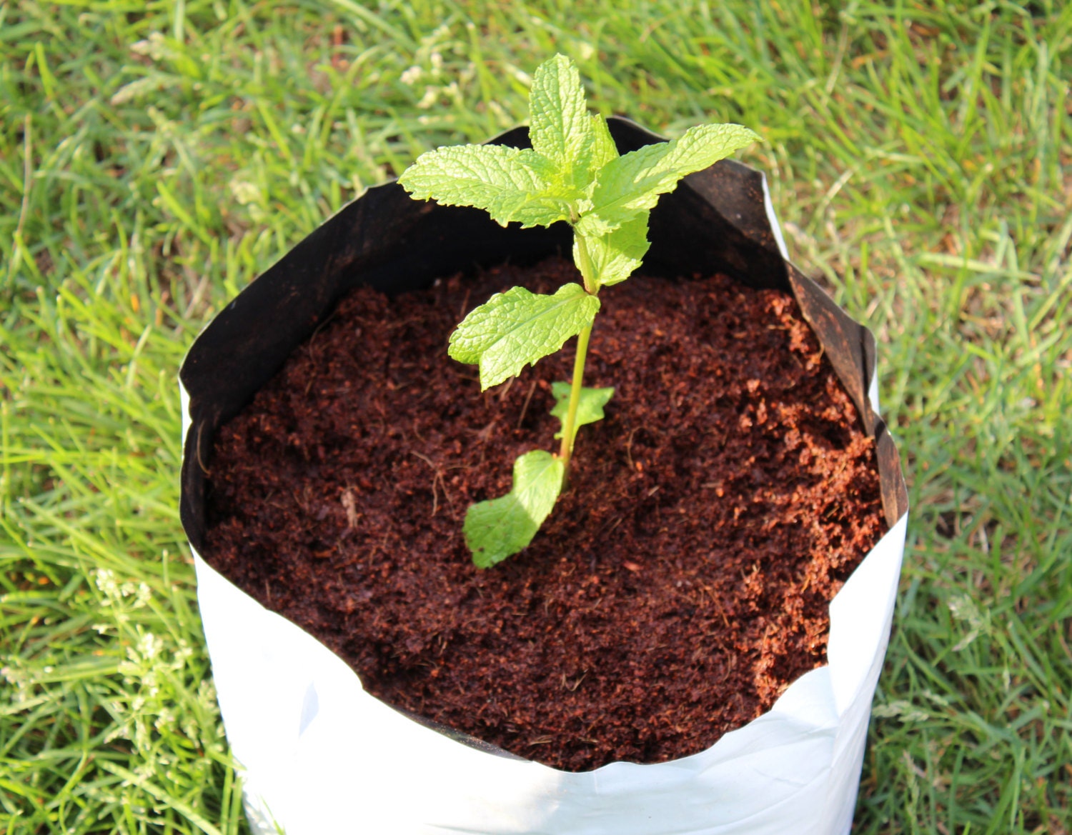 Organic Coir Grow Bag
