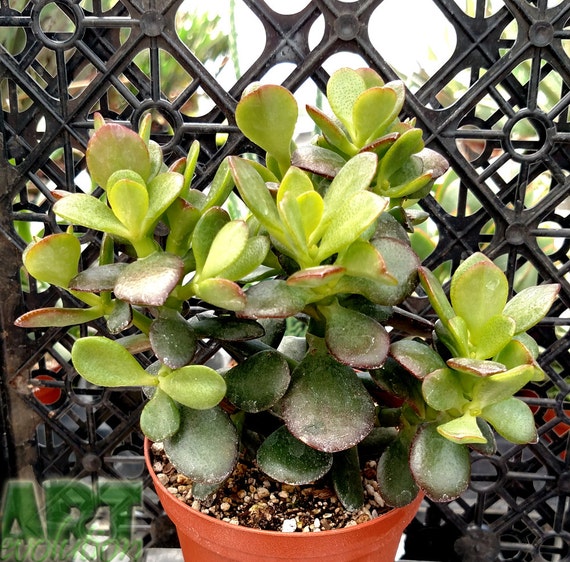 Crassula ovata Minor Baby Jade by EvolutionSucculents on Etsy