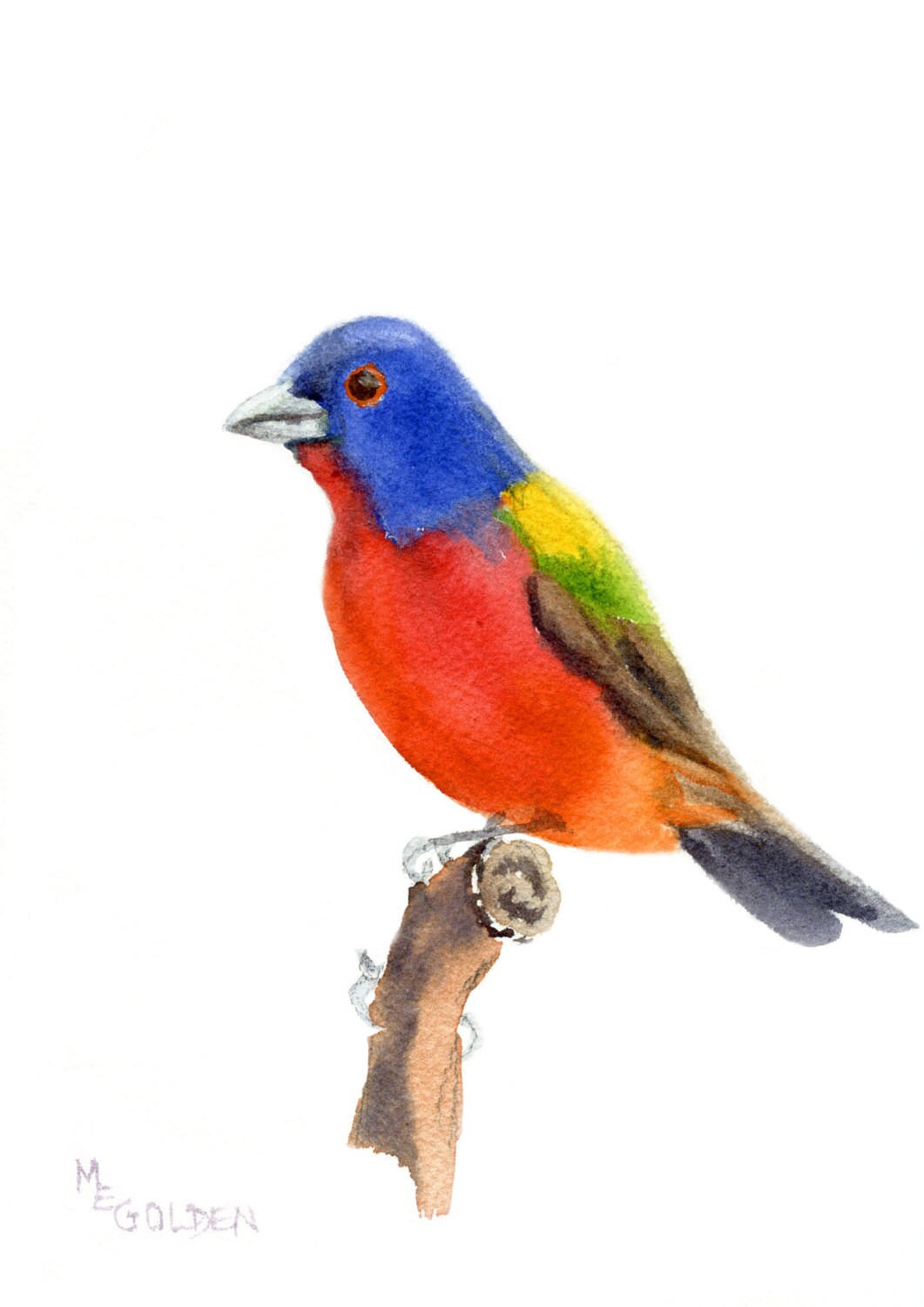 Painted Bunting 1 painted in watercolor and printed on Arches