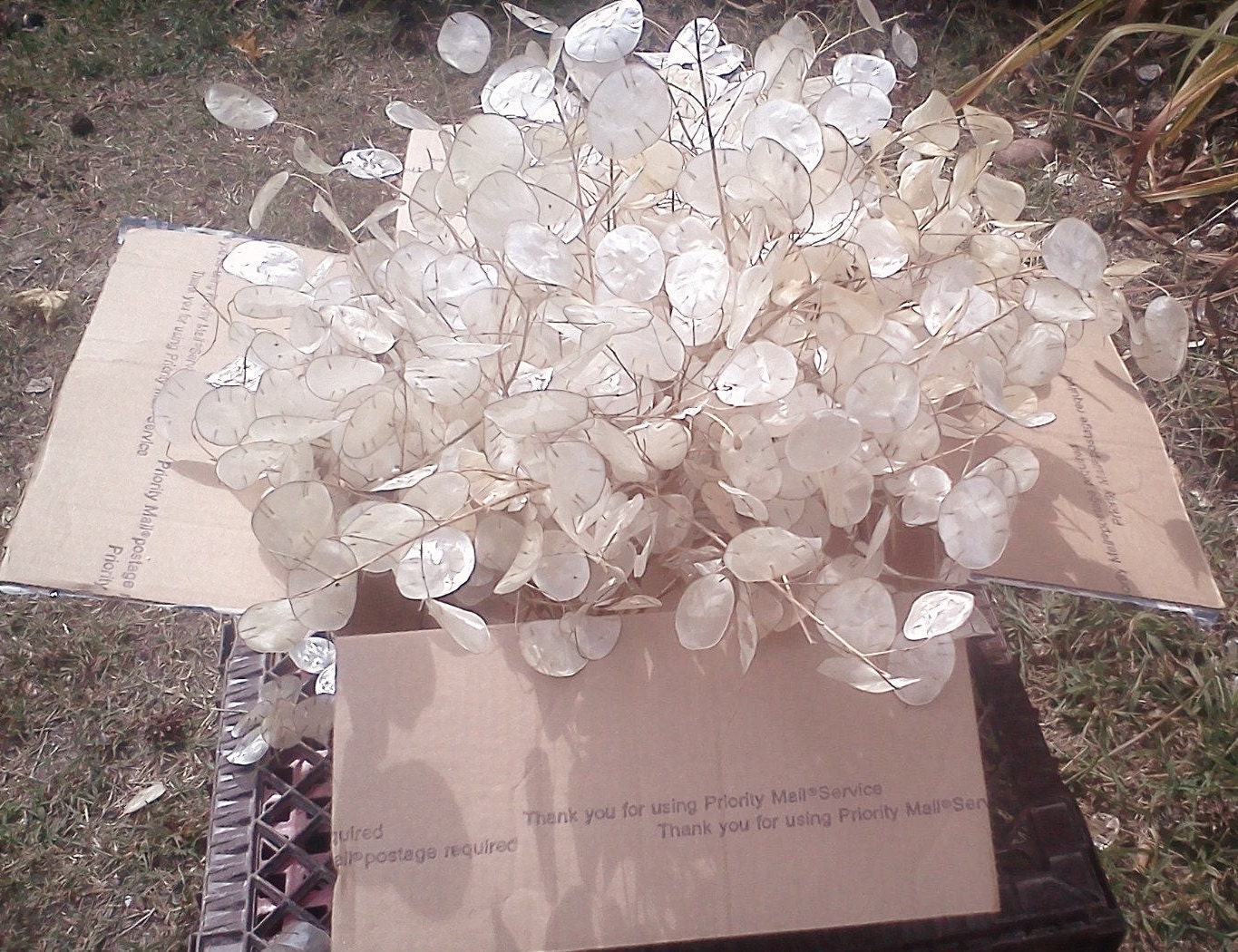 Beautiful Dried Money Plant Lunaria Silver Dollar Stems 4