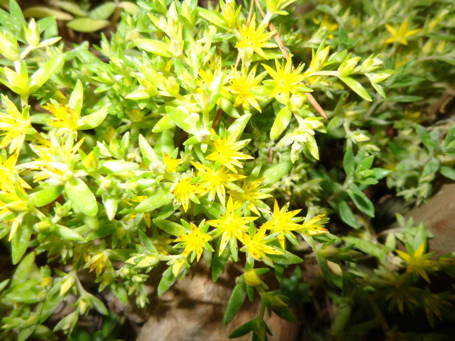 Sedum Yellow Bloom Succulent Sarmentosum String by ...