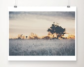 nature photography, winter photograph, tree photograph, winter, tree, frost, blue, silver, grey, sunrise, gold, blue