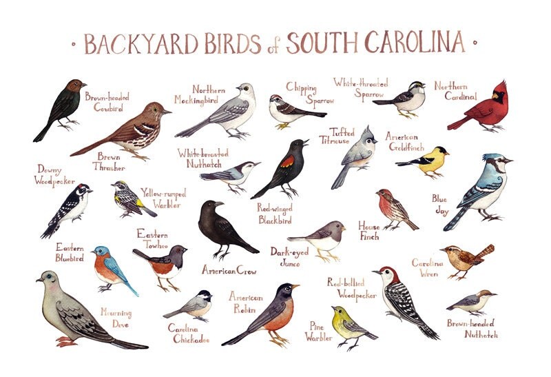 South Carolina Backyard Birds Field Guide Art Print