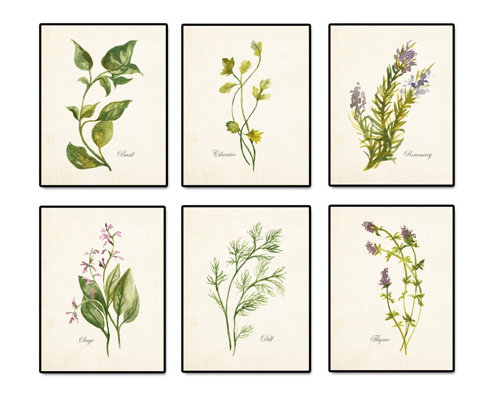 Watercolor Herbs Print Set 2 Botanical Print Giclee Art