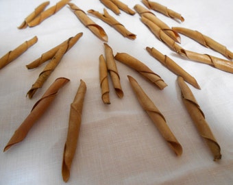 50 Natural Seed Pod Spirals, Light Brown Seed Pods Floral Arts and Crafts Supplies