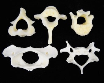 Multipack 1-2" Raccoon Vertebrae Real Spinal Bone Vertebra Taxidermy VERT01