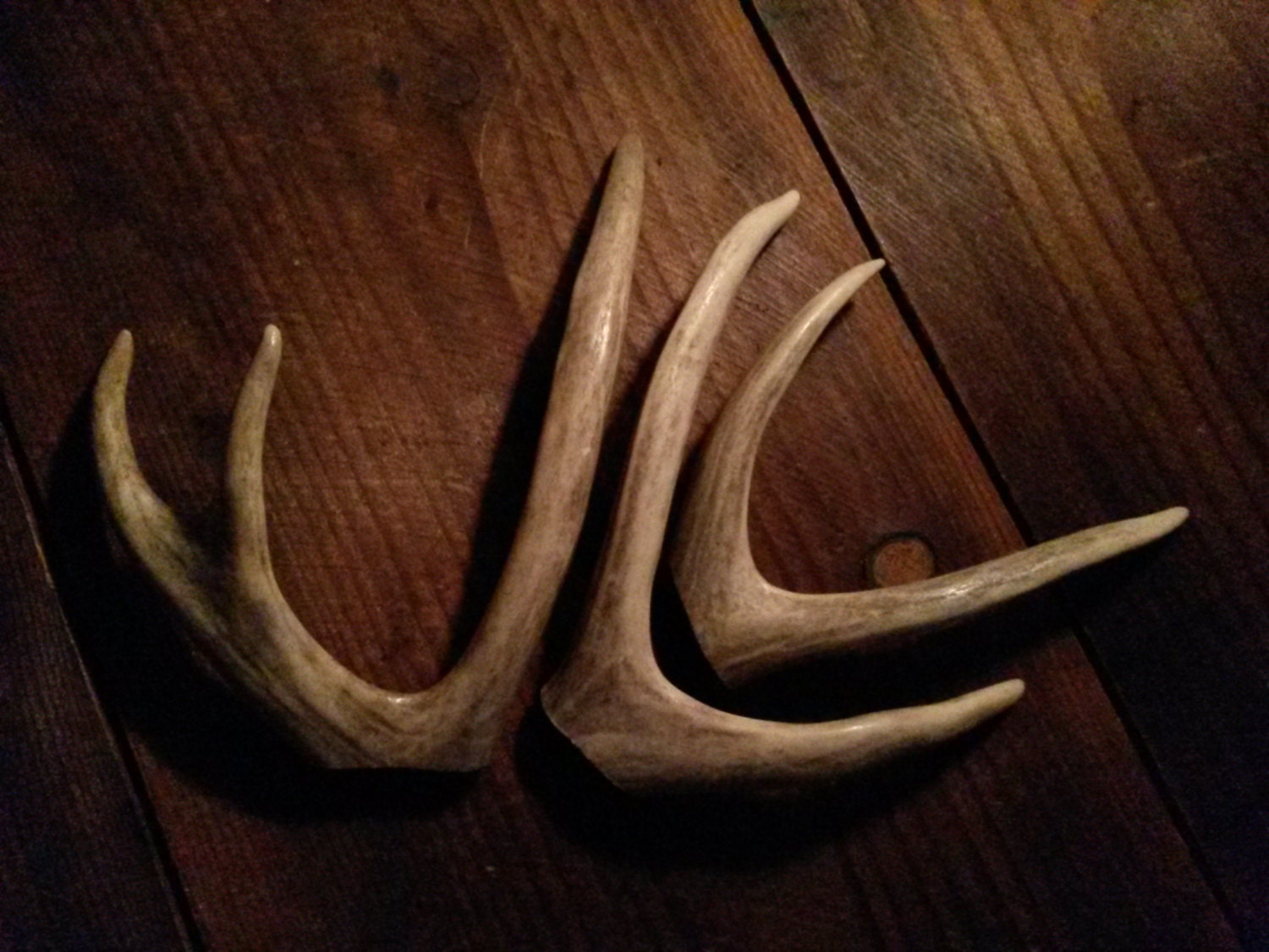 Deer Forks and 3pt Antler Pieces Tips Hair by AntlerArtisans