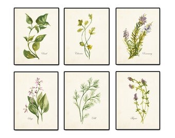 Watercolor Herbs Print Set No. 2, Botanical Print, Giclee, Art Print, Herb Prints, Kitchen Art, Prints, Botanical Art, Botanical Print Set