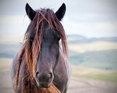 Horse photo, equine art, rustic art, brown horse, animal photograph, chestnut brown, barn decor, fell pony
