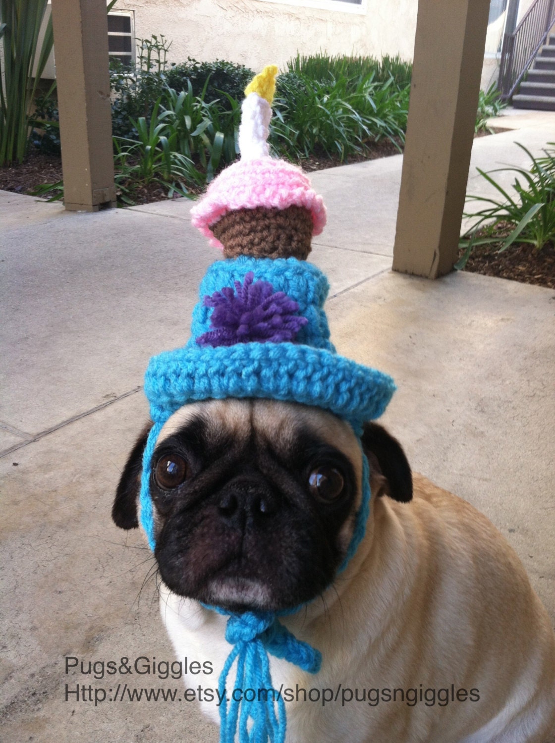 Birthday Cupcake Top HatHats For DogsPet BirthdayPugsDog