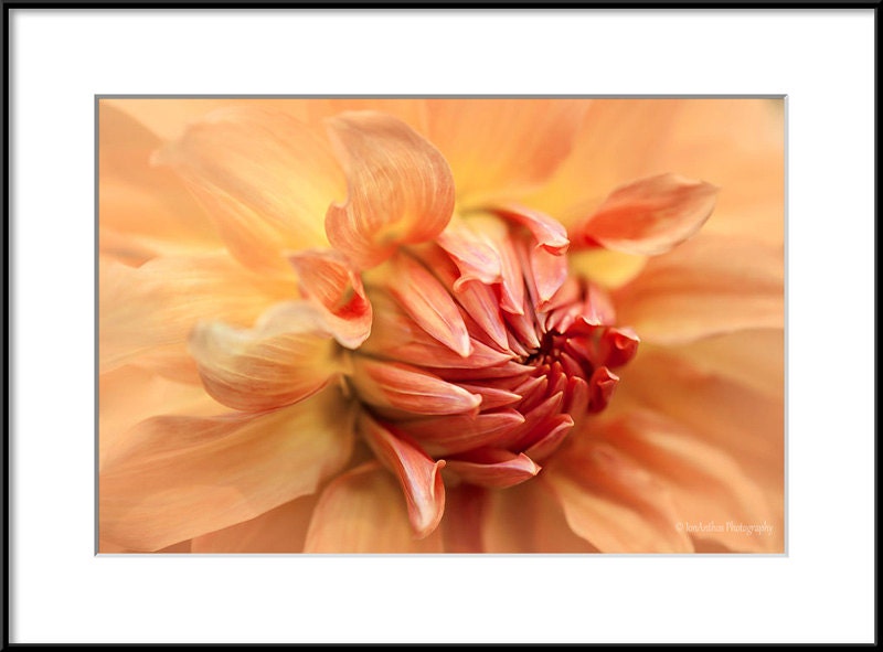 Flower photography botanical photo print by IonAnthosPhotography